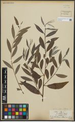 Foto von Salix alba subsp. vitellina (L.) Arcang.